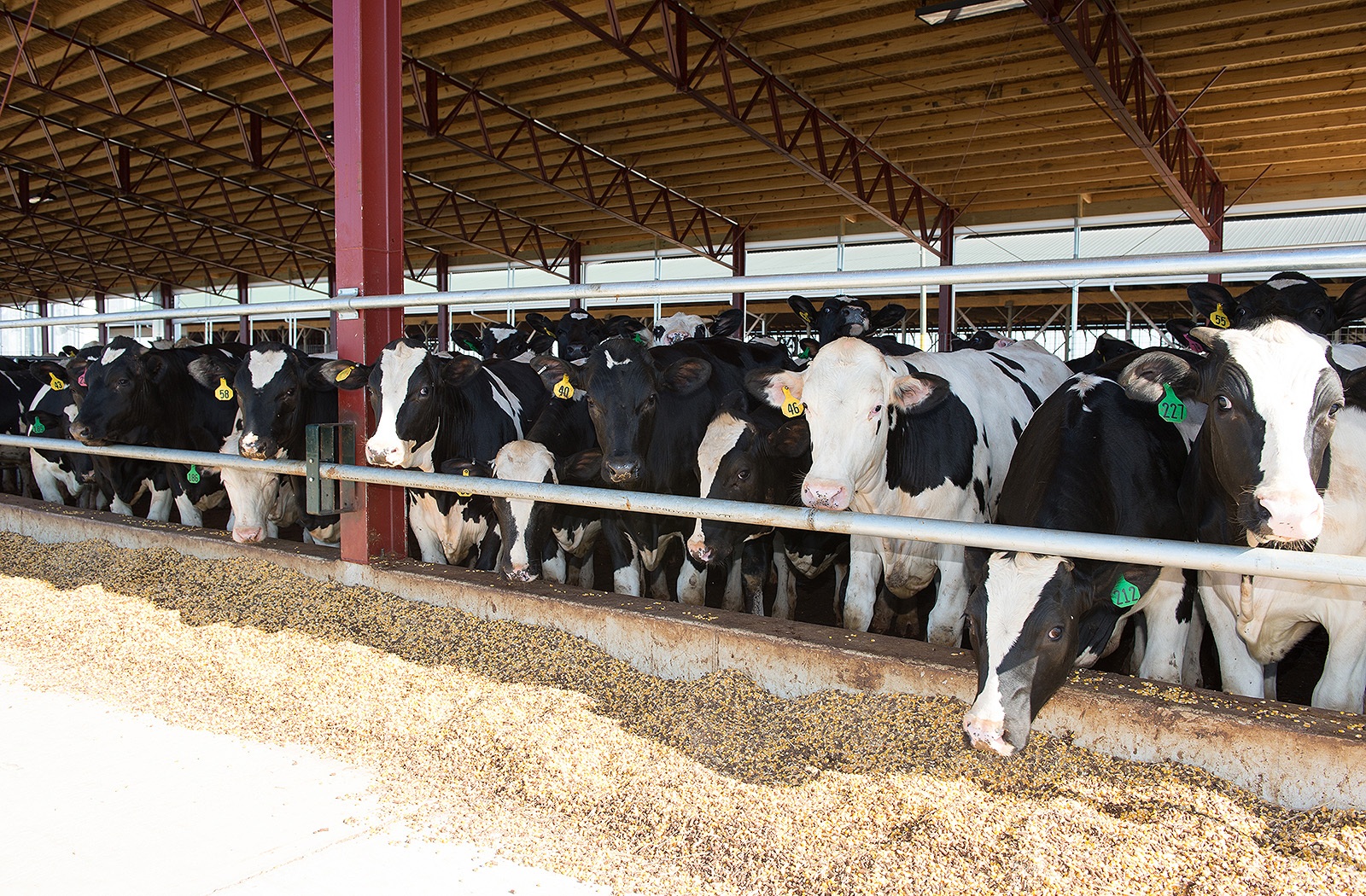livestock-16