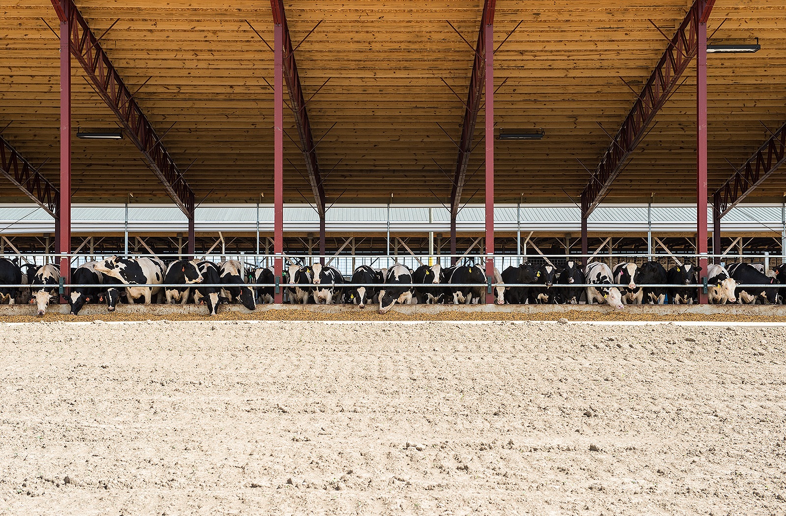 livestock-19