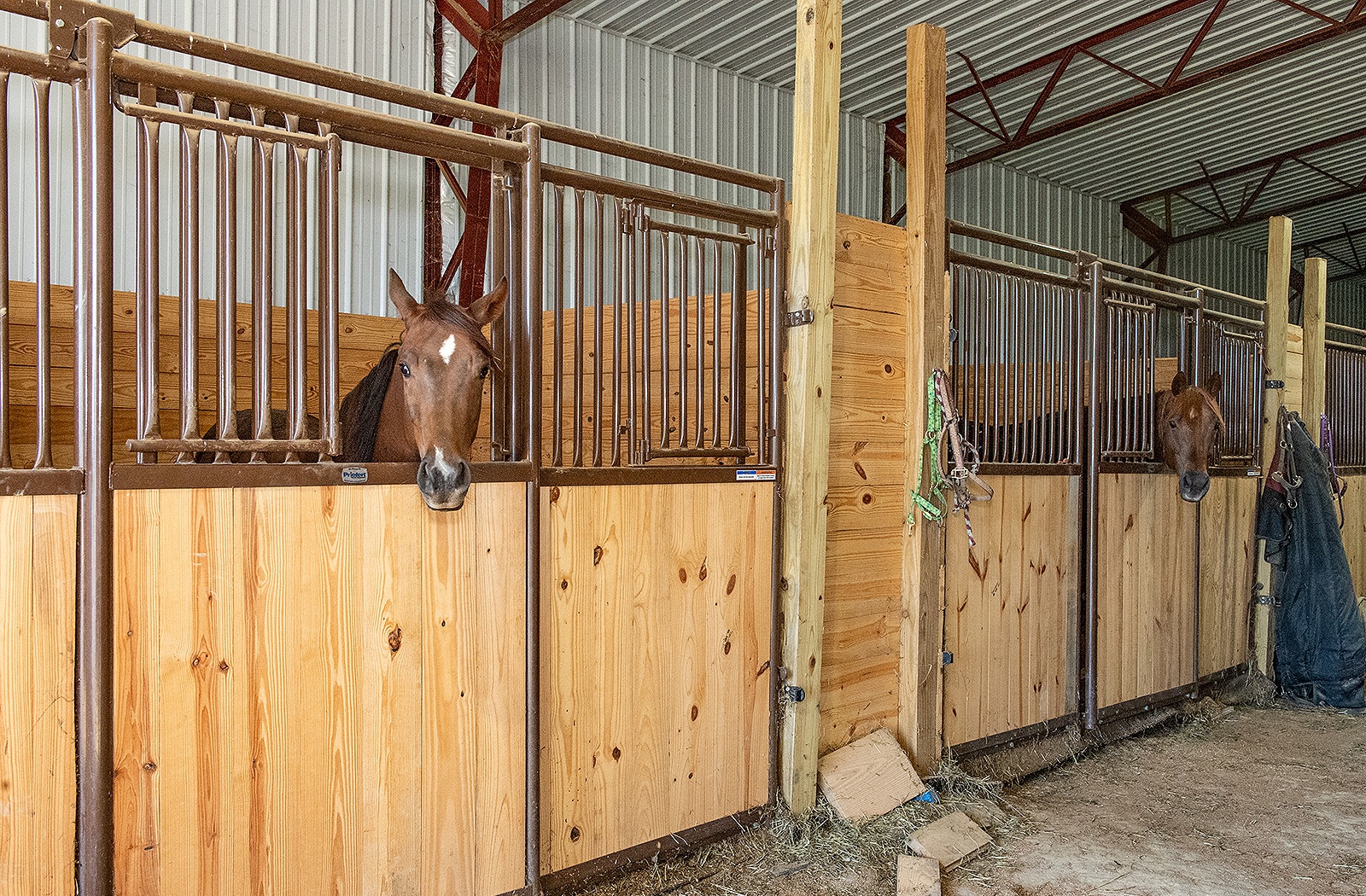 equine-07