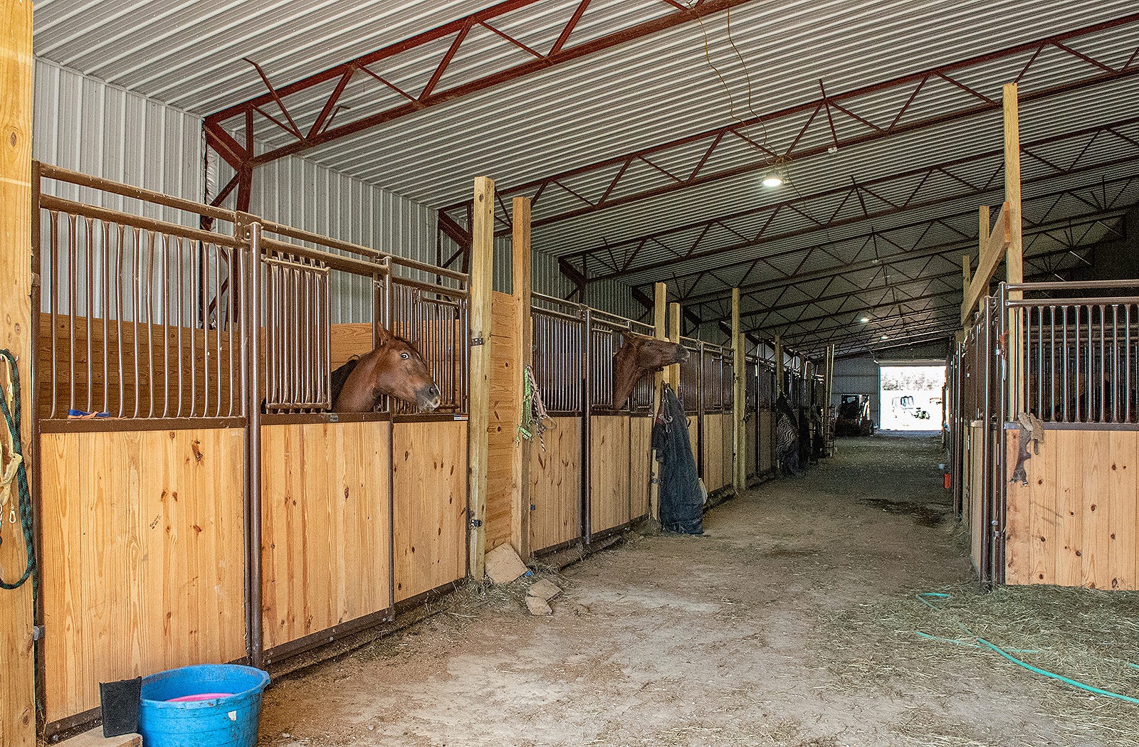 equine-08