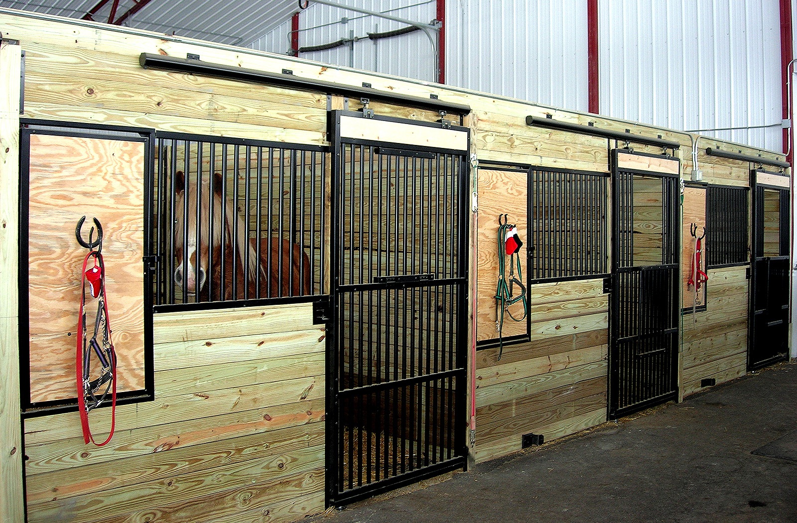 equine-14